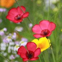 Lin à grande fleur rouge – 200 graines