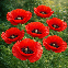 Pavot tulipe Papaver glaucum en fleur rouge vif au jardin naturel