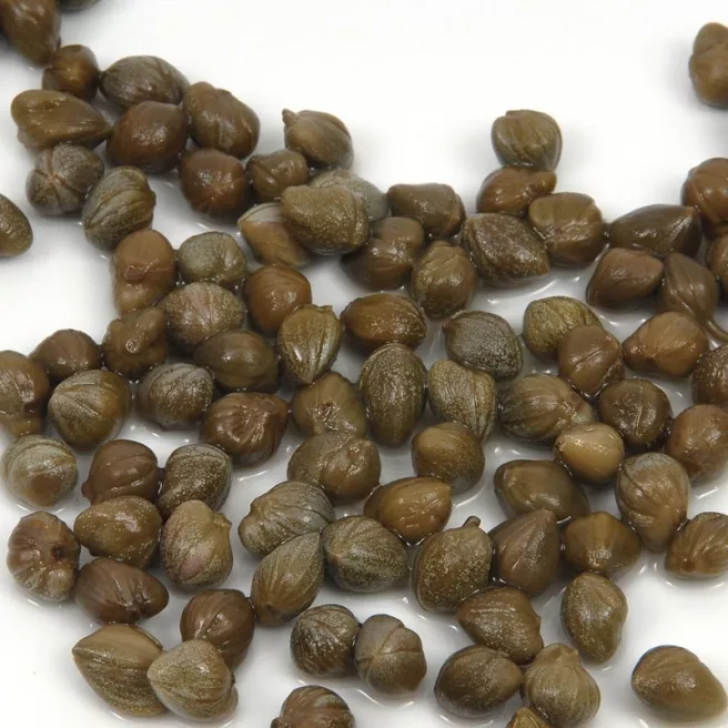 Câpres - Fruits du câprier Capparis spinosa – plante méditerranéenne produisant des câpres – semis délicat avec pré-germination