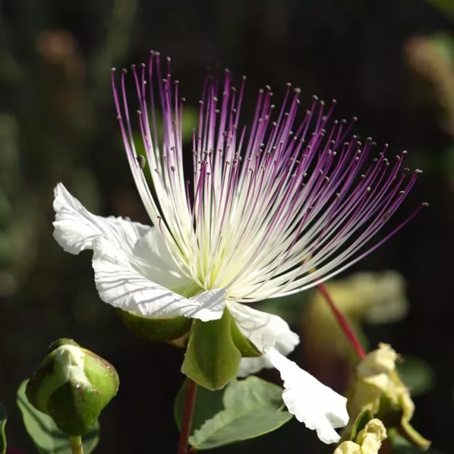 Graines de caprier Capparis spinosa – plante méditerranéenne produisant des câpres – semis délicat avec pré-germination