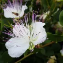 Câprier – Capparis spinosa 40 graines
