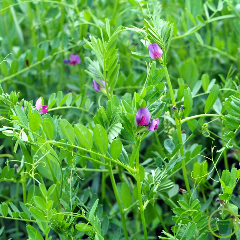 Vesce cultivée - 50 grammes