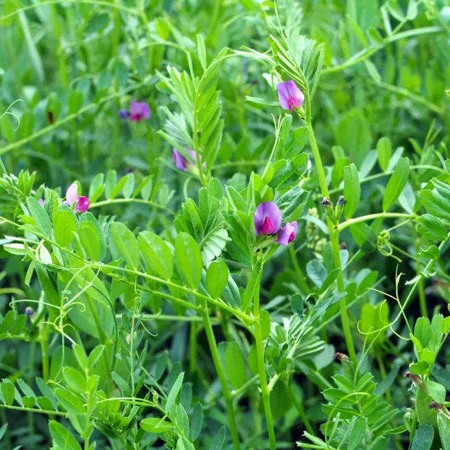 Graines de vesce cultivée Vicia sativa engrais vert légumineuse agricole