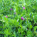 Vesce cultivée - 50 grammes