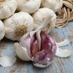 Ail violet Morado de Cuanca à planter – caïeux violets en filet de 250 g pour plantation de printemps au potager