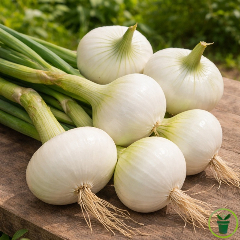 Oignon blanc de Vaugirard 200 graines