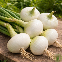 Graines d’Oignon blanc de Vaugirard 200 graines variété ancienne française potager