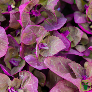 Arroche rouge 100 graines