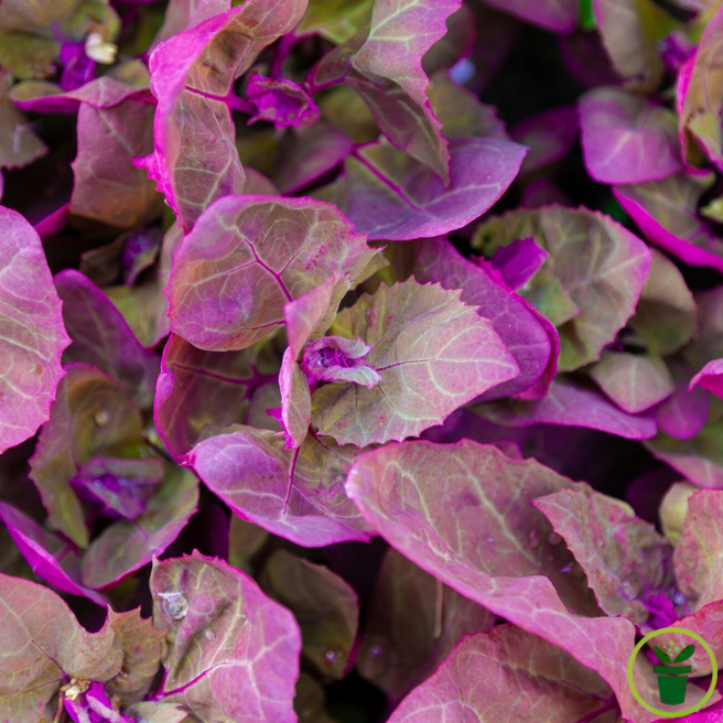 Arroche rouge 100 graines