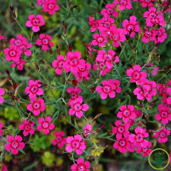Oeillet deltoïdes rouge 500 graines