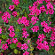 Œillet deltoïdes rouge – fleurs vivaces couvre-sol en jardin ensoleillé