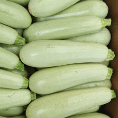 Graines de courgette Bianca di Trieste variété italienne potager