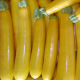 Courgette jaune Goldena fruits au potager variété productive graines semis facile