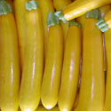 Courgette jaune Goldena 10 graines