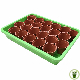 Bac (terrine) pour semis et repiquage
