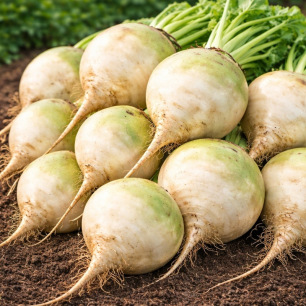 Graines de betterave blanche Albina Vereduna racine blanche potager