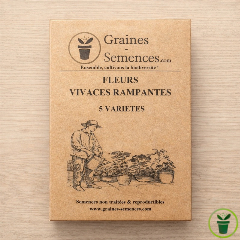 Fleurs vivaces rampantes  – pack de 5 variétés