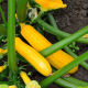 Courgette jaune Goldena fruits au potager variété productive graines semis facile