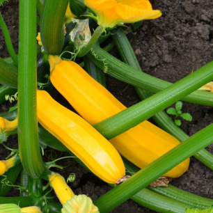 Courgette jaune Goldena fruits au potager variété productive graines semis facile
