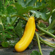 Courgette jaune Goldena fruits au potager variété productive graines semis facile