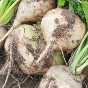 Graines de betterave blanche Albina Vereduna racine blanche potager