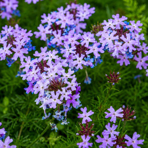 Graines de Verveine tenuisecta Lilac Blue – Fleurs lilas bleutées en ombelles sur feuillage finement découpé – Graines-Semences.