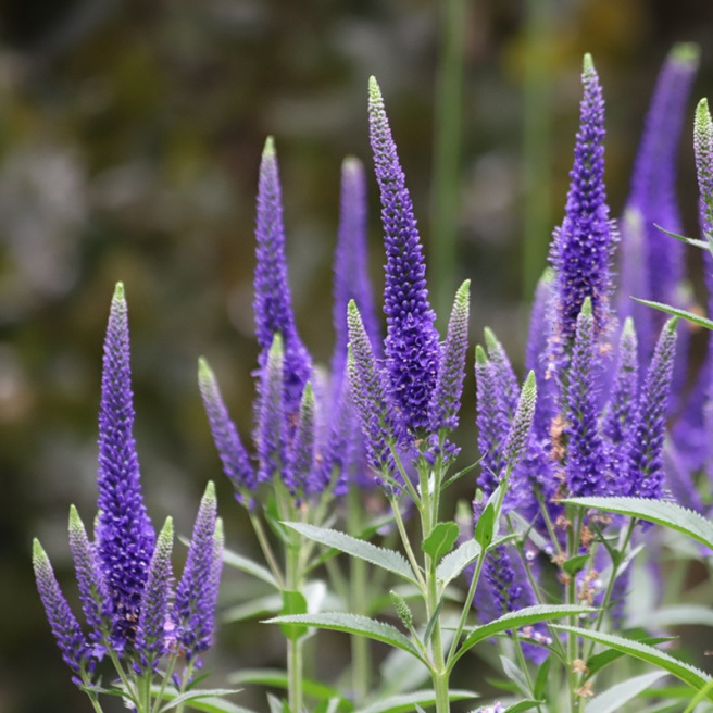 Graines de Veronica spicata bleue – Véronique en épi à fleurs bleu violet, semences non traitées reproductibles, Graines-Semence