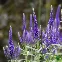 Graines de Veronica spicata bleue – Véronique en épi à fleurs bleu violet, semences non traitées reproductibles, Graines-Semence