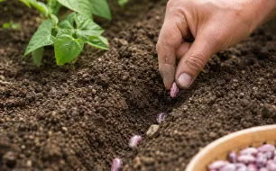 Pourquoi les haricots germent mal en période humide ?