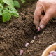 Pourquoi les haricots germent mal en période humide ?