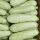 Courgette Bianca di Trieste