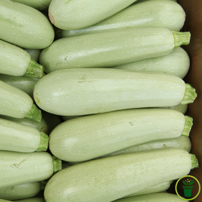 Courgette Bianca di Trieste