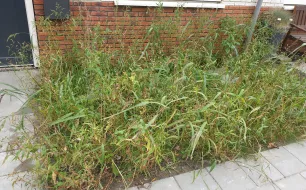 Pourquoi des mauvaises herbes apparaissent-elles après un semis en pleine terre ? Tout s'explique.