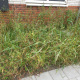 Pourquoi des mauvaises herbes apparaissent-elles après un semis en pleine terre ? Tout s'explique.