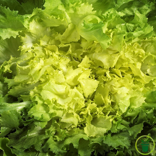 Chicorée scarole Blonde à Cœur Plein - 2 grammes