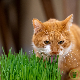 Graines d'herbe à chat (orge) prêtes à semer en pot pour chat 