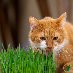 Herbe à chat 15 grammes