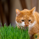 Herbe à chat 15 grammes