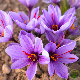 Bulbe de safran Crocus sativus en fleur violette aux stigmates rouge orangé