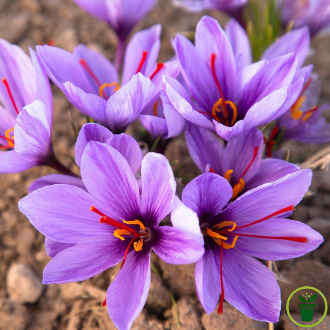 Bulbe de safran Crocus sativus en fleur violette aux stigmates rouge orangé