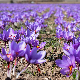 Bulbe de safran Crocus sativus en fleur violette aux stigmates rouge orangé