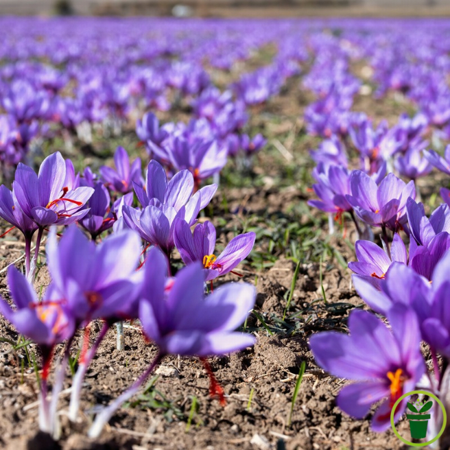 Bulbe de safran Crocus sativus en fleur violette aux stigmates rouge orangé