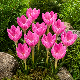 Fleurs rose-mauve pâle de Crocus zonatus (kotschyanus) en touffe naturalisée