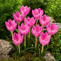 Crocus zonatus (Crocus kotschyanus) - 10 pièces