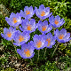 Crocus speciosuss bleu-violet en fleur, crocus d'automne au jardin 
