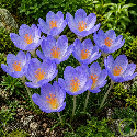 Crocus speciosuss  - 10 pièces