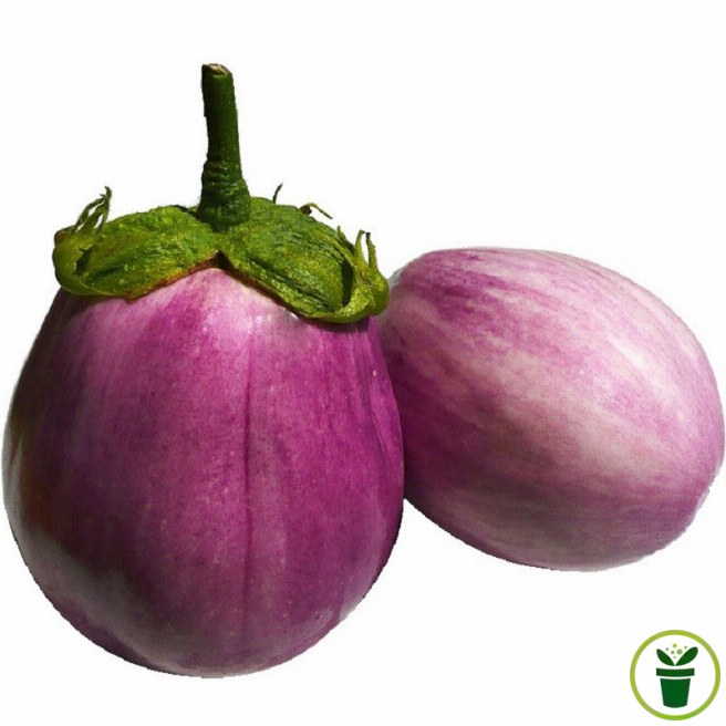 Graines d'aubergine Rotonda Bianca Sfumata Di Rosa, variété italienne rose