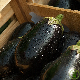 Graines d'aubergine Black Beauty, variété ancienne au fruit noir brillant