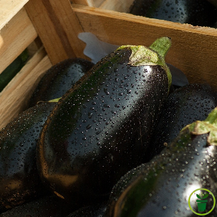 Graines d'aubergine Black Beauty, variété ancienne au fruit noir brillant