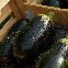 Graines d'aubergine Black Beauty, variété ancienne au fruit noir brillant